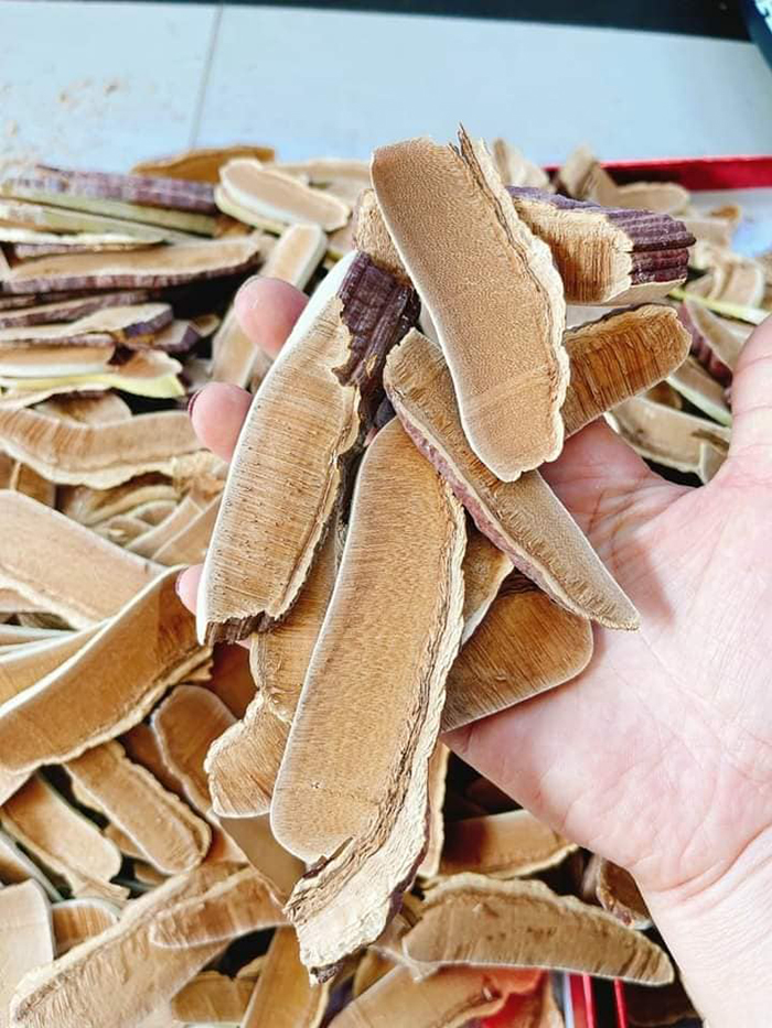 nấm linh chi hàn quốc chính hãng